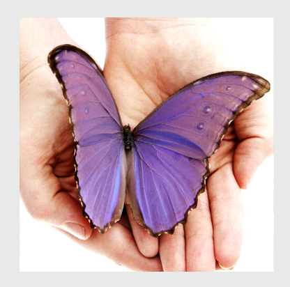 butterfly_F
