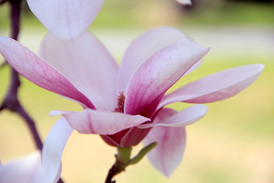 springflower