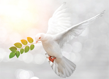 dove
