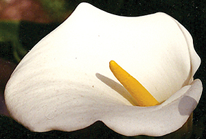 Theosophical Society - The doctrine of signature is the practical application of the doctrine of correspondence. It is also the practical application of the law of contraries, since the signature of the plant, its quality, can be matched with the signature of the disease either by way of correspondence or by way of contrariness. Calla Lily. Plant signatures.