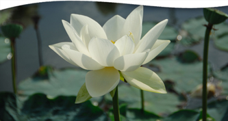 At Home with Theosophy: The Mechanism of Karma