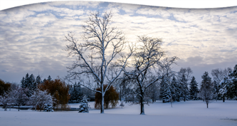 New Year Forest Bathing Walk