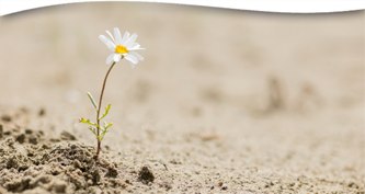 Developing Resilience and Survival Skills Amid Trauma and Stress