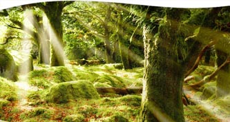 Witch’s Wisdom for Manifesting Change, Wellbeing and Wonder