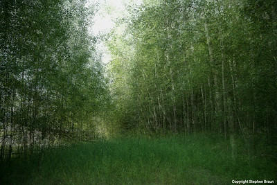 Birch grove