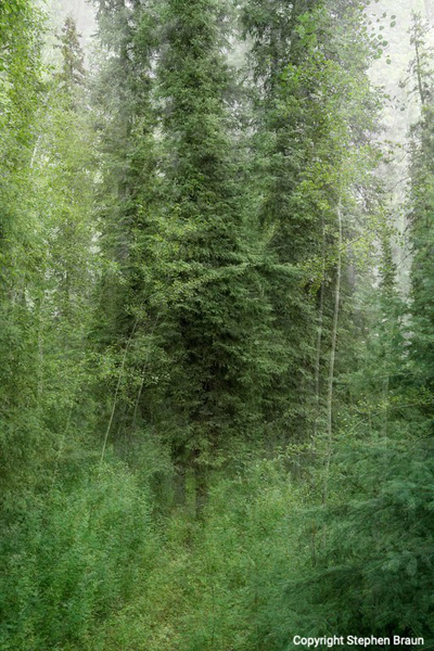 Spruce mandala fairbanks alaska