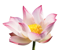 Theosophical Society - Theosophical Order of Service 